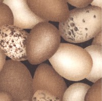 Farm Fresh - Packed Eggs on Black by Whistler Studios