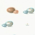 The Country Diary of and Edwardian Lady - Delicate Birds Eggs