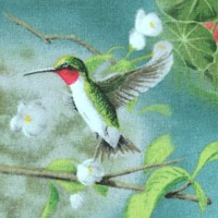 Hummingbirds - Delicate Nature Scenes