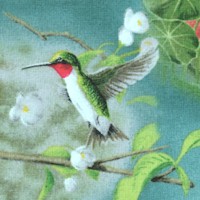 BI-hummingbirds-AA314