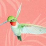 BI-hummingbirds-Y790