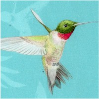 BI-hummingbirds-Z232