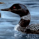 Beautiful Real Loons - LTD. YARDAGE AVAILABLE (1 YARD) MUST BE PURCHASED IN FULL