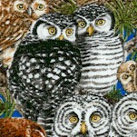 Owl Families - Owls in Nests by Tracy Lizotte