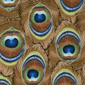 Goin Wild - Exotic Peacock Feathers by Dan Morris