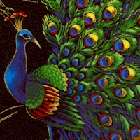 Royal Peacock - Dramatic Gilded Peacocks and Trees on Black