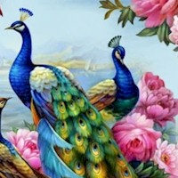 BI-peacocks-R813