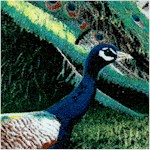 BI-peacocks-X699