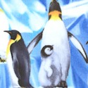 BI-penguins-U478
