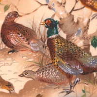 Beautiful Pheasants