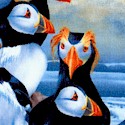 Adorable Puffins at Sea