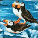 BI-puffins-Y213