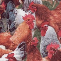 Farm Animals - Real Hens and Roosters Up Close