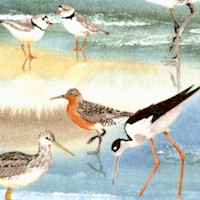 Shore Thing - Shoreline Birds