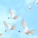 Atlantic Shore - Soaring Seagulls