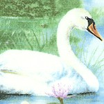 BI-swans-W166