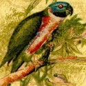 Tropical Travelogue - Exotic Birds