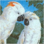  Macaws & Cockatoos