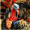 BI-turkeys-P558