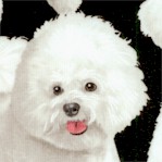 Real Bichon Frise Dogs on Black