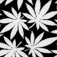 Cannabis Leaves in Black and White - Glows in the Dark!